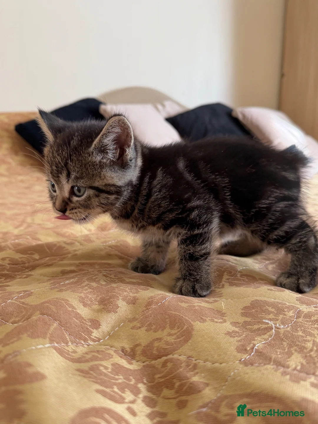 British Shorthair cats for sale: Mixed breed  - Advert 10