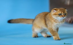 Scottish Fold cats for sale: Scottish Straight Golden Shaded Rare Affectionate - Image 28