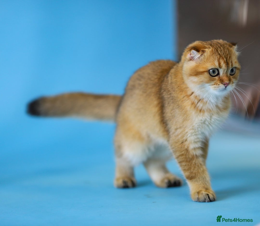 Scottish Fold cats for sale: Scottish Straight Golden Shaded Rare Affectionate - Image 28