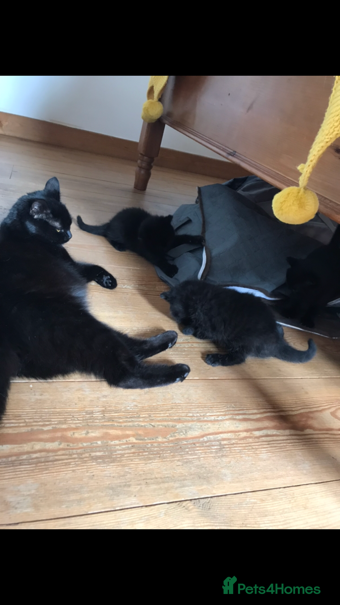 Mixed Breed cats for sale: 3 British short hair cross - Image 7