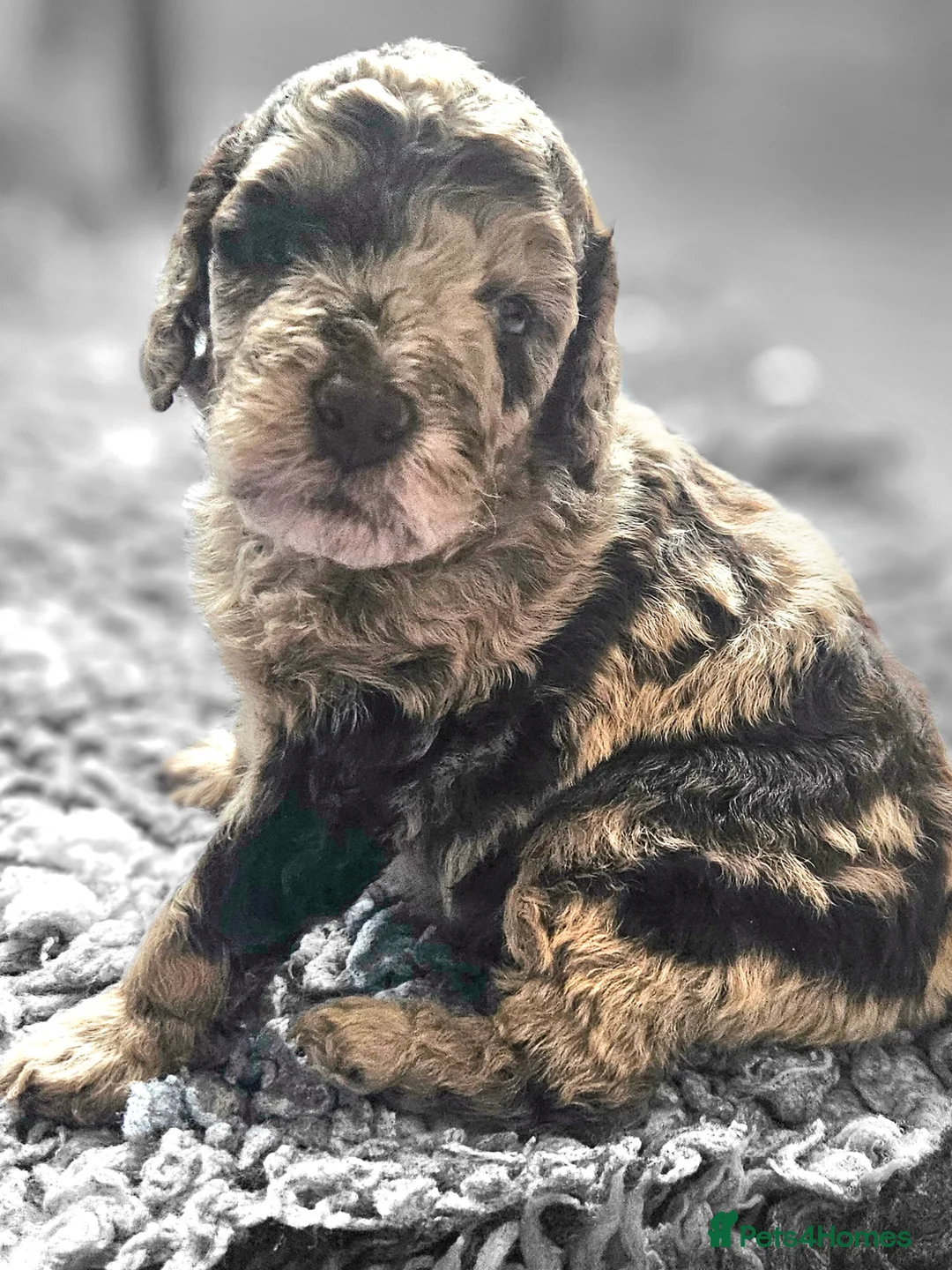 Cockapoo dogs for sale: Chocolate Merle Boy - Advert 11