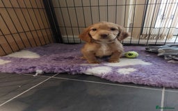 Cocker Spaniel dogs for sale: Health tested working cocker spaniels  - Image 5