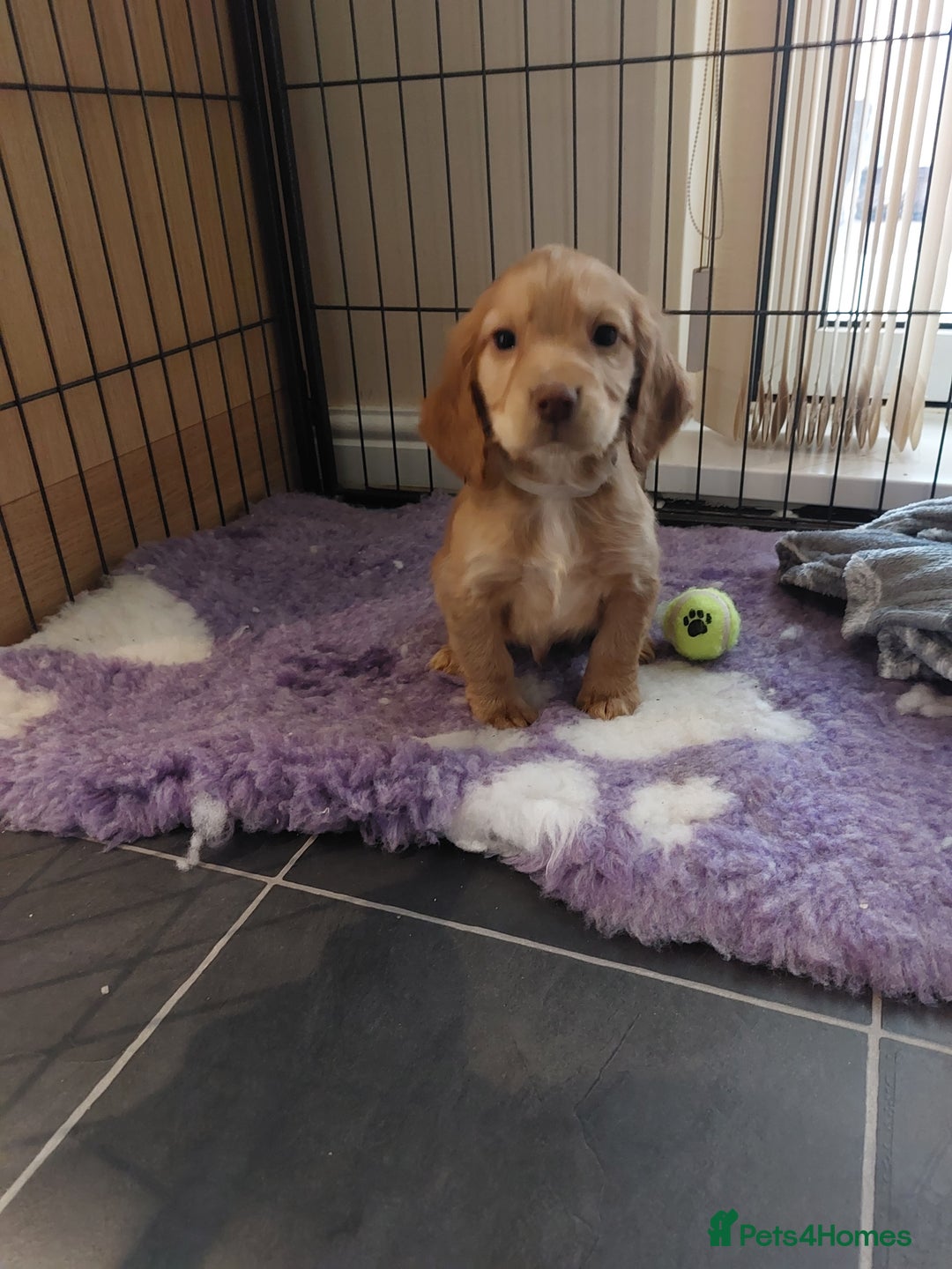 Cocker Spaniel dogs for sale: Health tested working cocker spaniels  - Image 5