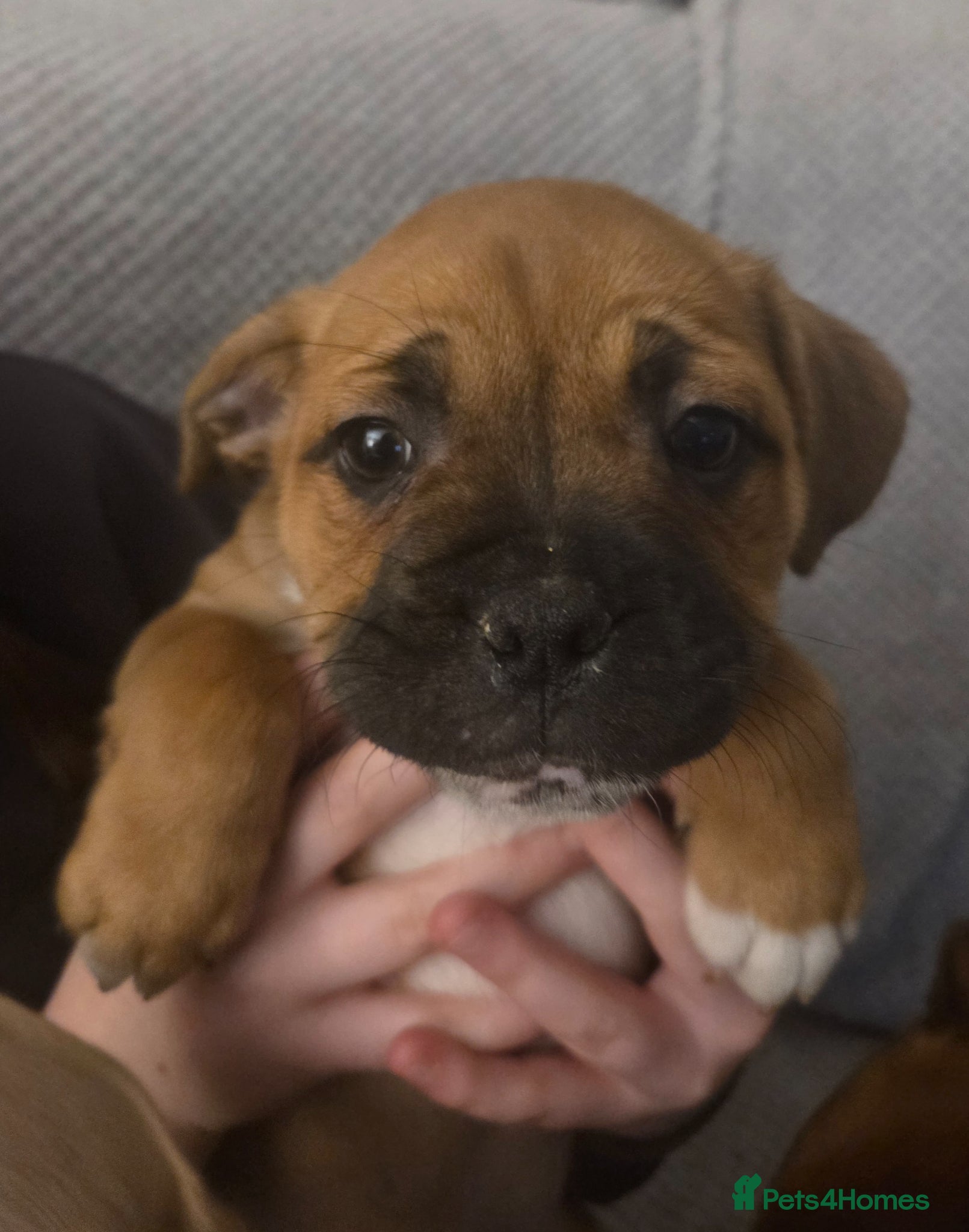 Mixed Breed dogs  Frenchie x Staffy Puppies – LAST BOY READY NOW - Advert 3