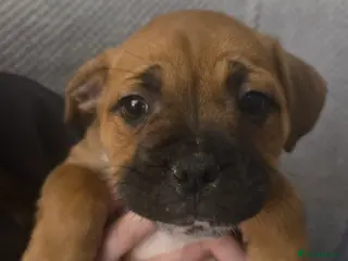 Mixed Breed dogs Frenchie x Staffy Puppies – LAST BOY READY NOW - Advert 3