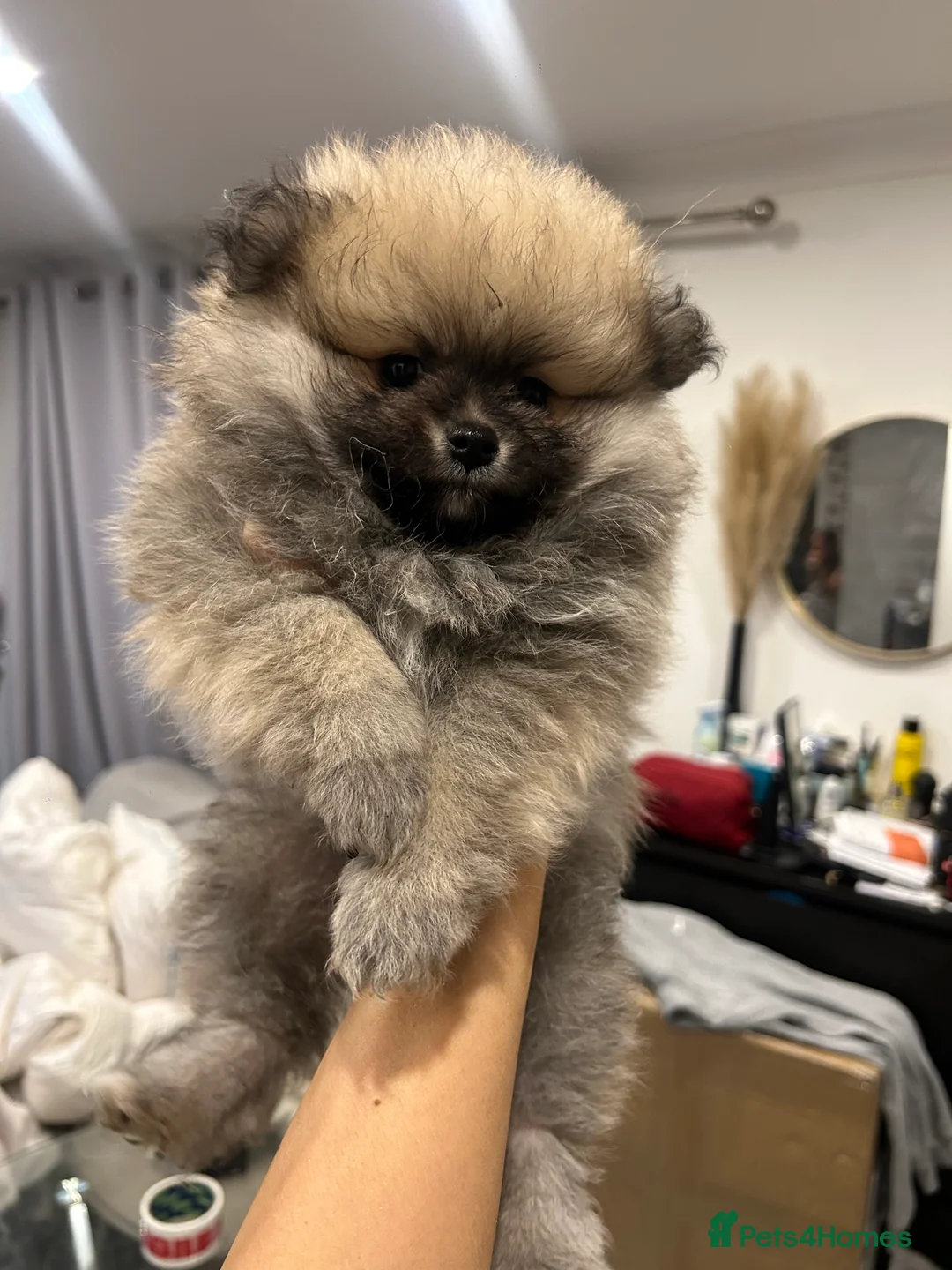 Pomeranian dogs for sale: 2 Pomeranian girls ready now  - Advert 13