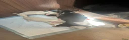 French Bulldog dogs for sale: french bulldog puppys - Advert 10