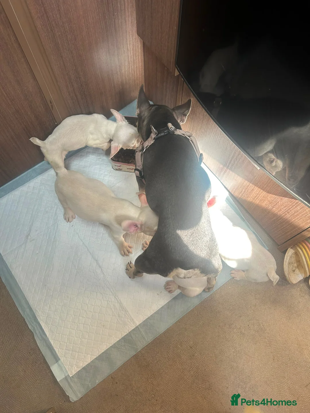 French Bulldog dogs for sale: french bulldog puppys - Advert 10