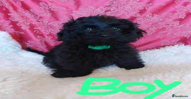 Mixed Breed dogs - Advert 3