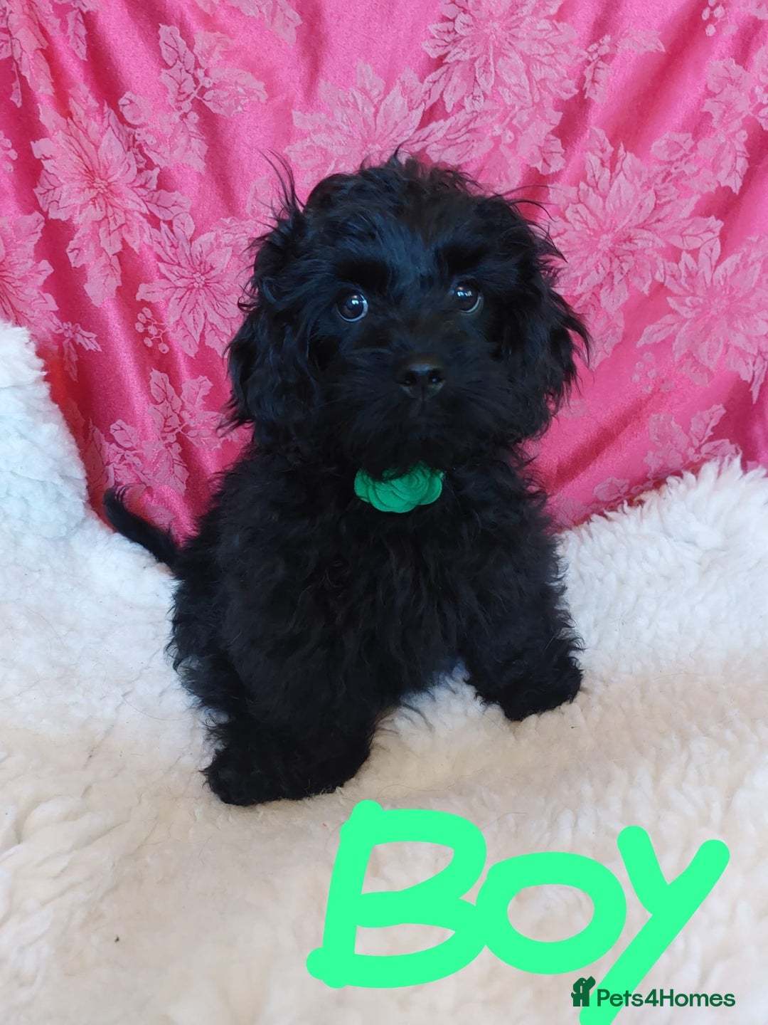 Mixed Breed dogs for sale: Poodle-Pekingese (peekapoo) pups. Fully vaccinated - Image 5