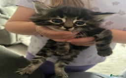 Domestic Shorthair cats for sale: Kittens for Sale - Image 2