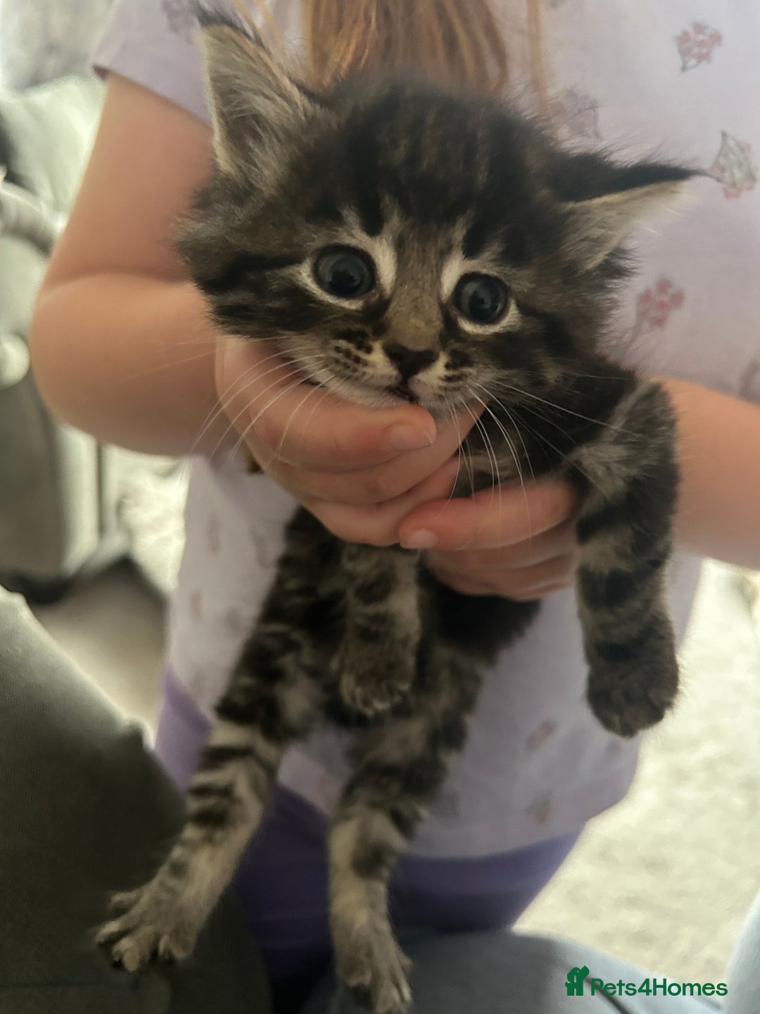 Domestic Shorthair cats for sale: Kittens for Sale - Image 2