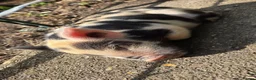 Pig livestock for sale: Stunning kune kune friendly pet piglets - Advert 17