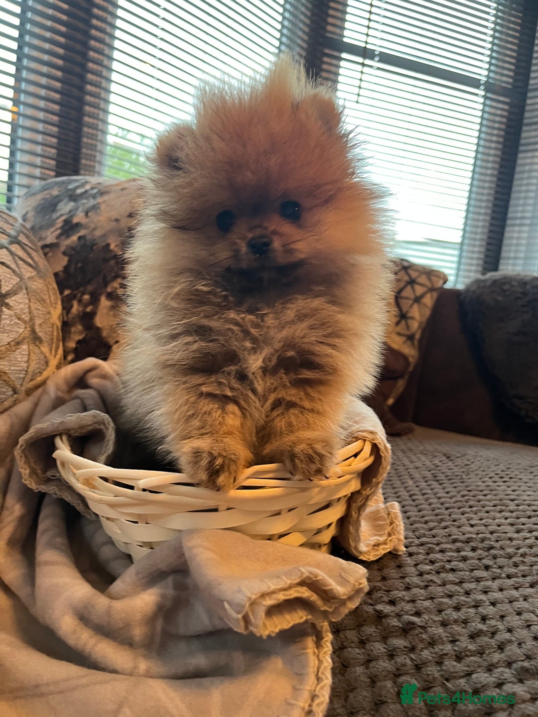 Pomeranian dogs for sale: Pomeranian  puppies  - Image 10