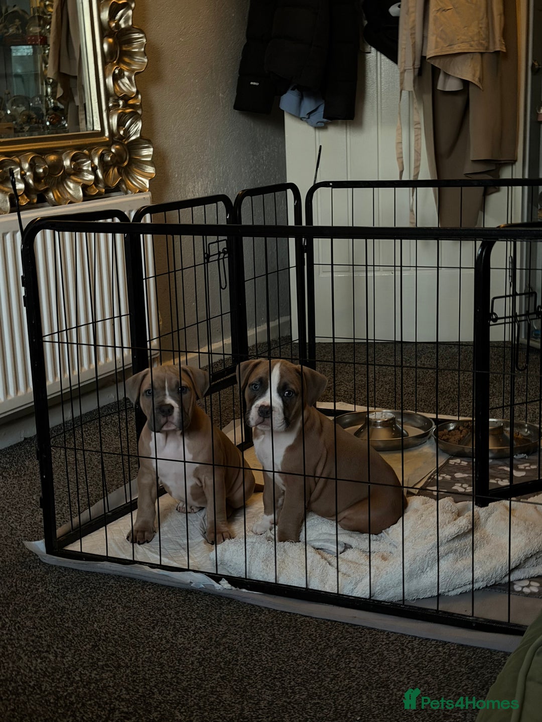 Mixed Breed dogs for sale: Pocket Bully Cross/ American Bully - Advert 8