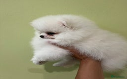 Pomeranian dogs for sale: Amazing Pom Puppies from Five Star breeder.  - Image 13