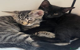 Mixed Breed cats for sale: Adorable Black🐈‍⬛ and Tabby🐈kittens😍 both £200 in Waltham Cross - Image 5