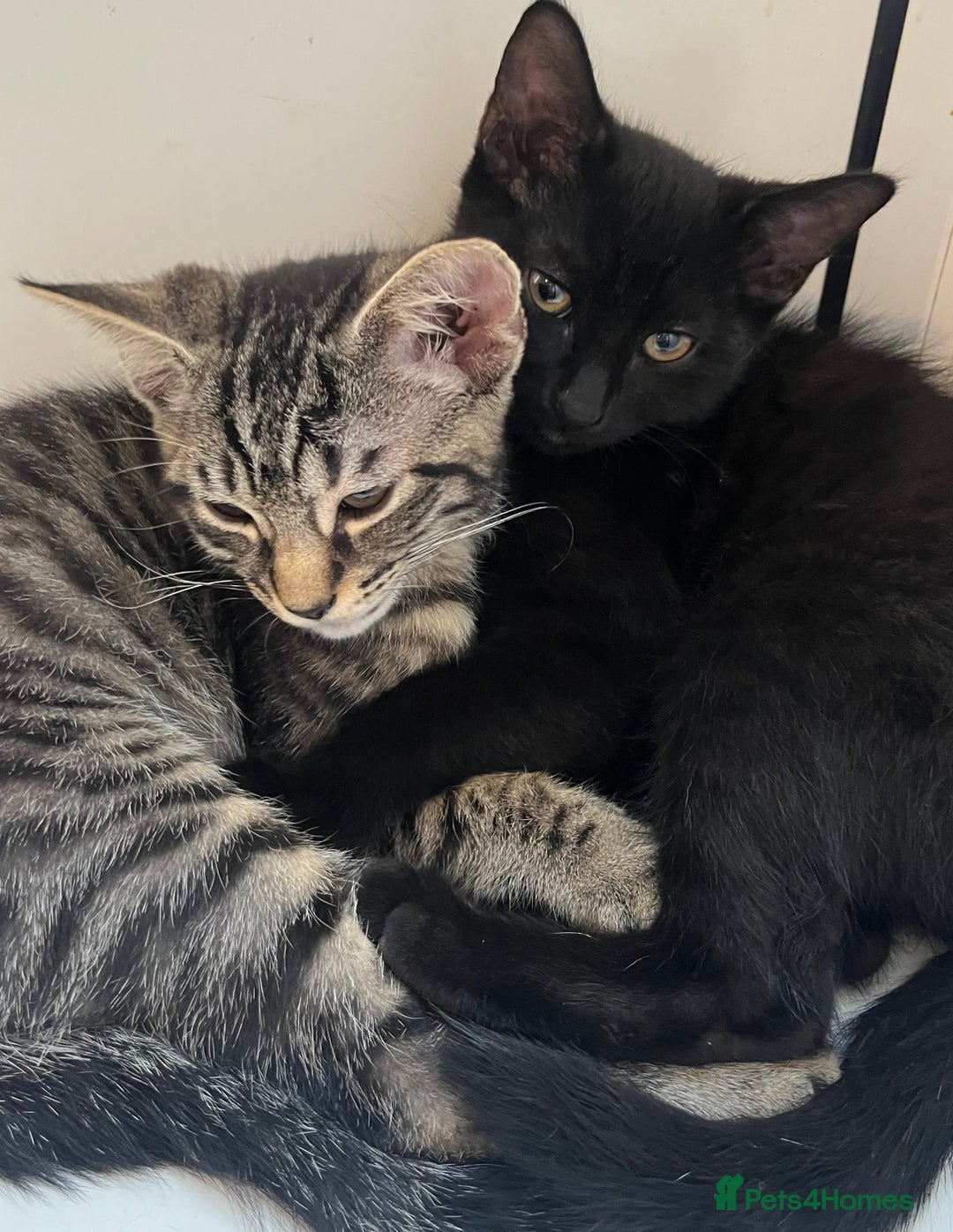 Mixed Breed cats for sale: Adorable Black🐈‍⬛ and Tabby🐈kittens😍 both £200 in Waltham Cross - Image 5