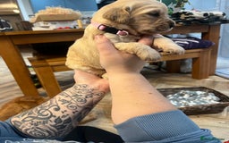 Golden Retriever dogs for sale: Gorgeous litter of 9 Golden Retrievers  - Image 11