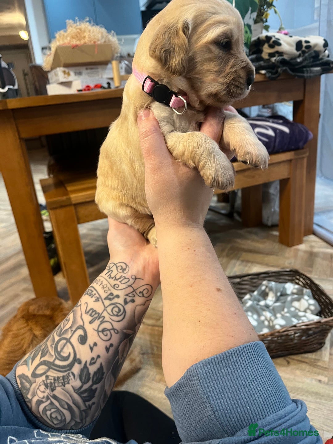 Golden Retriever dogs for sale: Gorgeous litter of 9 Golden Retrievers  - Image 11