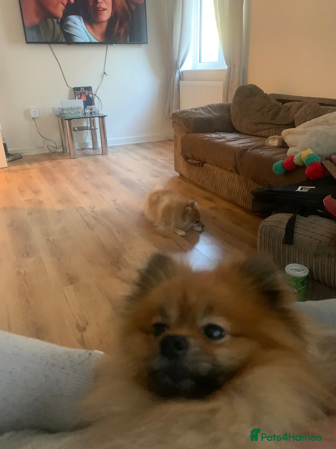 Pomeranian dogs for sale: Pomarain in Leatherhead - Advert 2