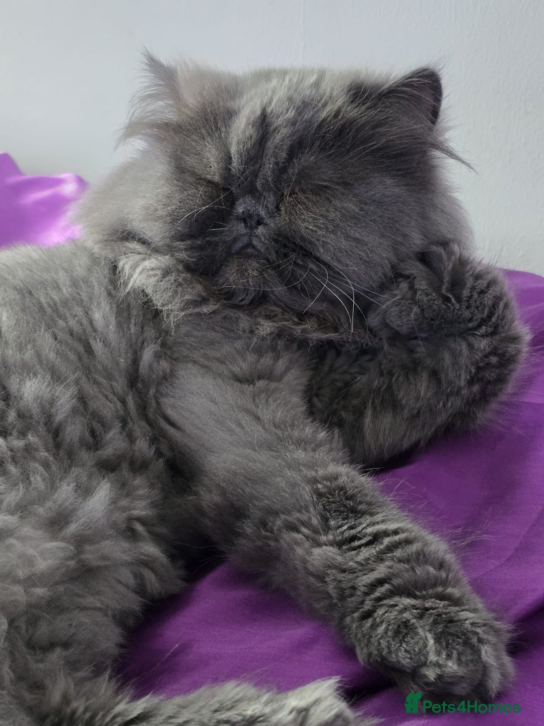 Persian cats for sale: Blue Persian Cat for Loving Home - Image 3