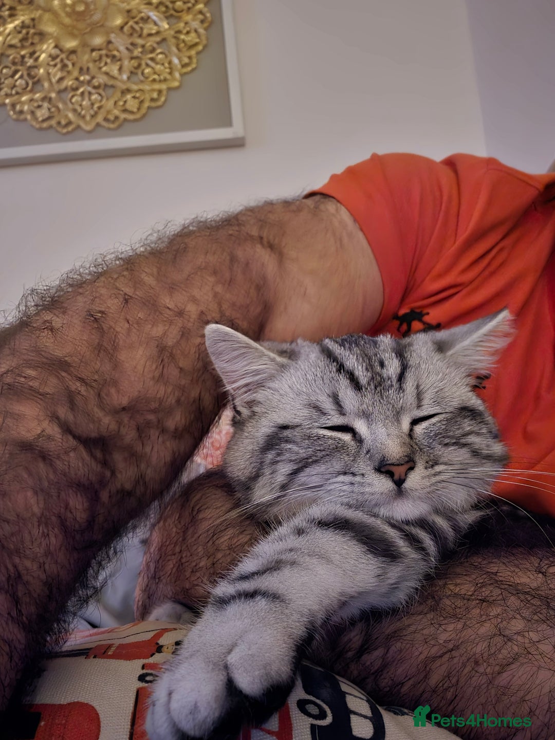 Persian cats for sale: Persian Chinchilla Silver - Advert 13