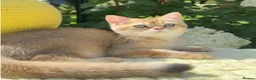 British Shorthair cats for sale: Handsome BSH Boy Black Golden Shaded (ny 11) - Advert 3