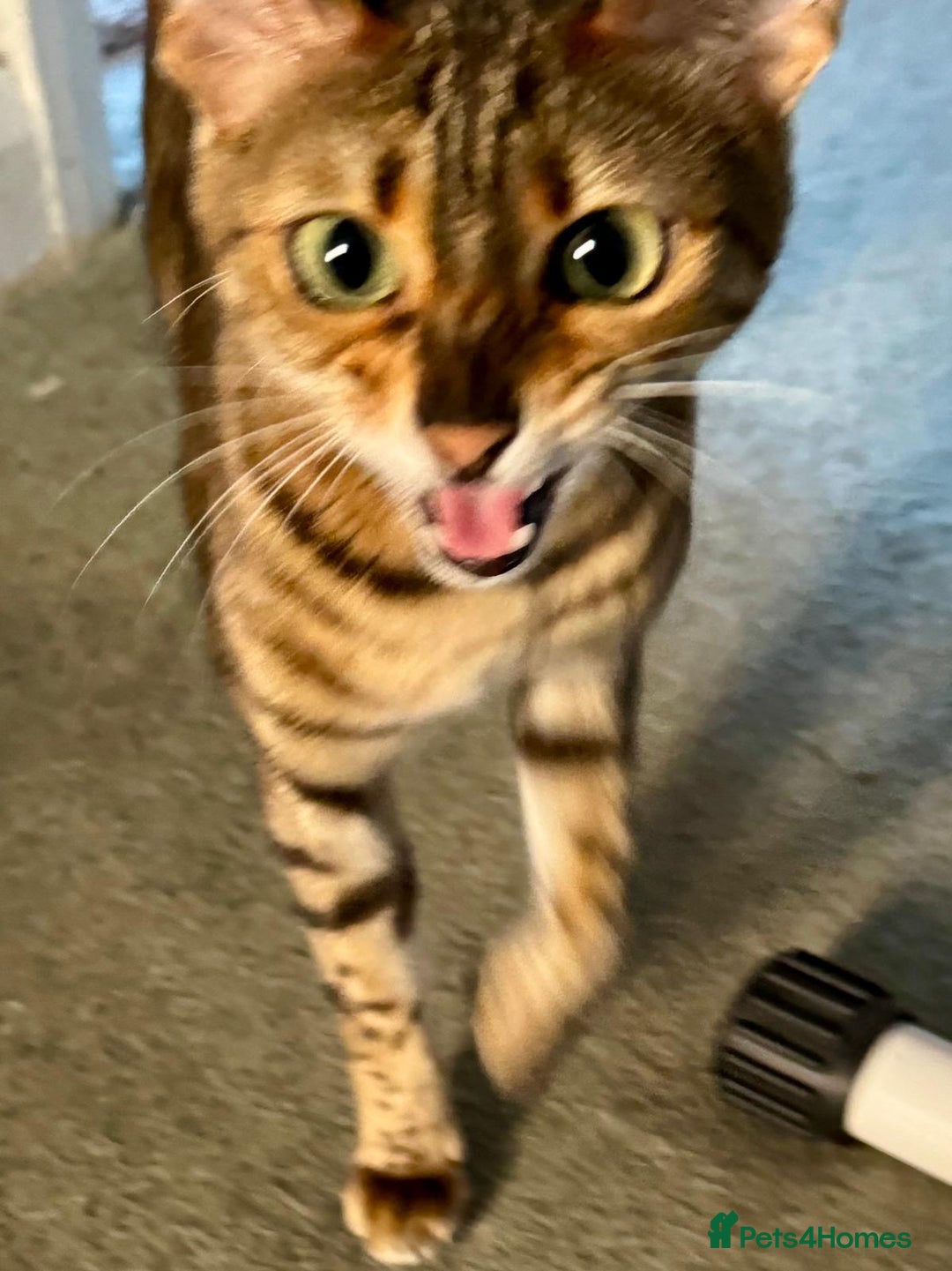 Bengal cats for sale: Sweet bengal looking for her quiet, loving home - Advert 4