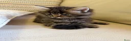 Domestic Shorthair cats for sale: Adorable kittens looking for their forever home! - Advert 4