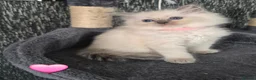 Ragdoll cats for sale: DNA tested Ragdoll kittens  - Advert 3