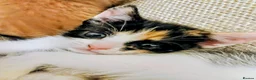 Mixed Breed cats for sale: 2 Calico Girls and 1 Ginger Male - Advert 4