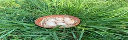 Chickens poultry for sale: 6 Polish Bantam hatching eggs - Advert 4