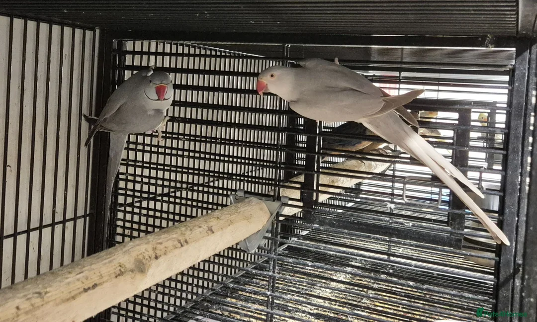 Parakeets birds for sale: Alsort cage n aviary birds  - Advert 16