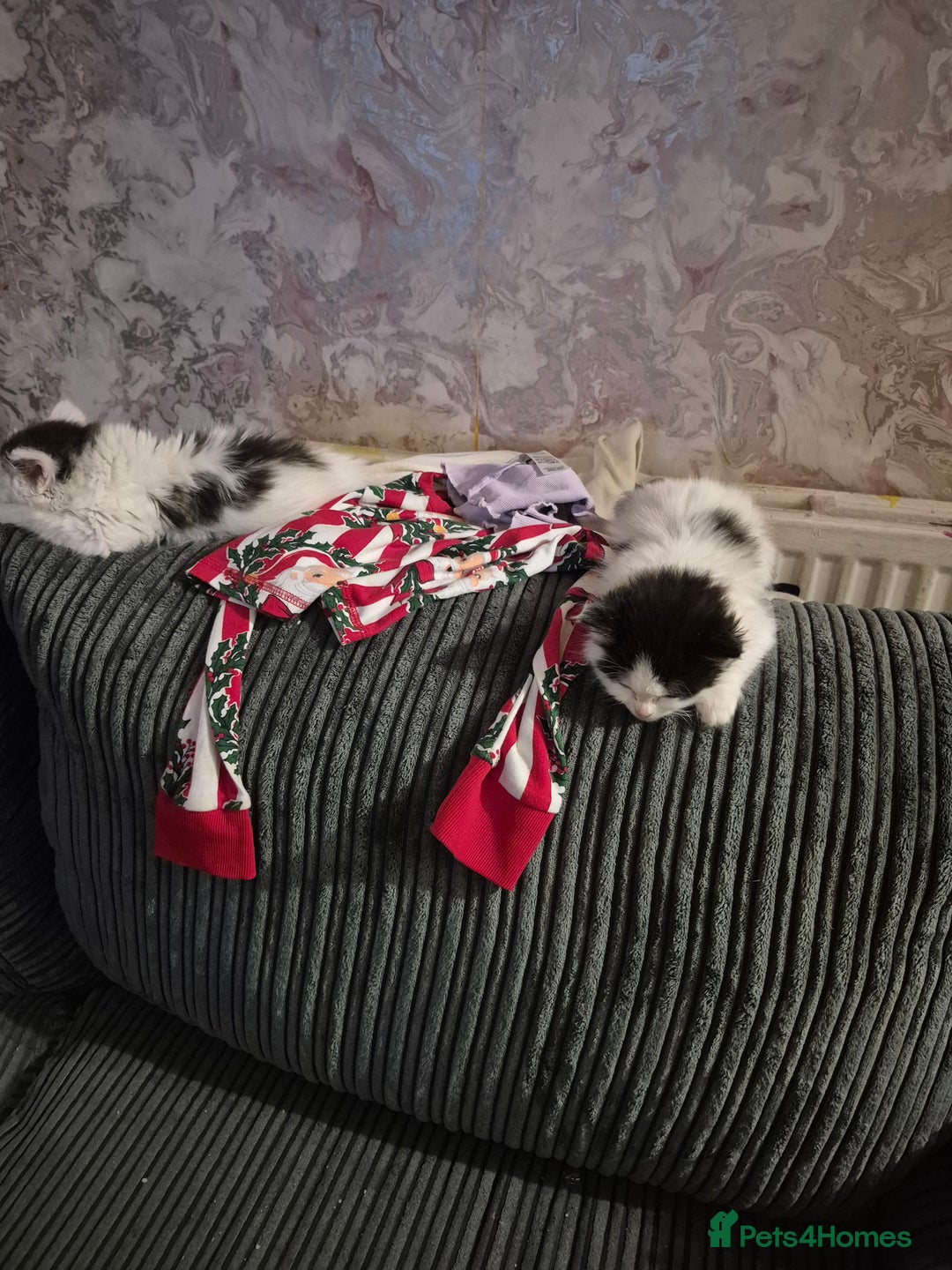 Ragdoll cats for sale: 💥💞Ragdoll x domestic💞💥  - Advert 8
