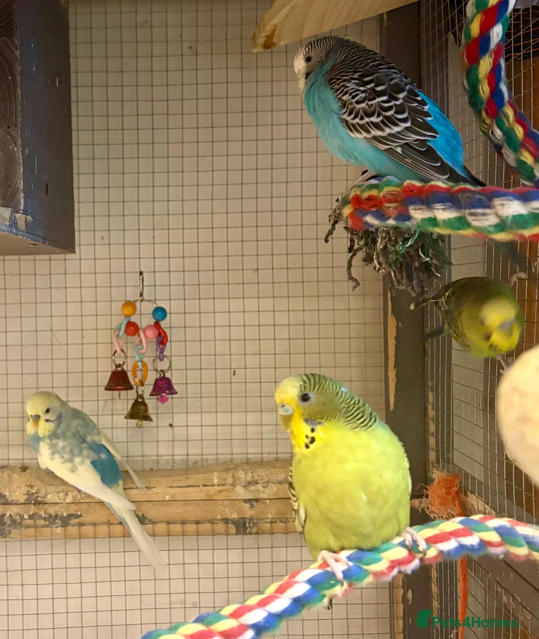 Budgerigars birds for sale: Young Budgies for sale - Advert 21