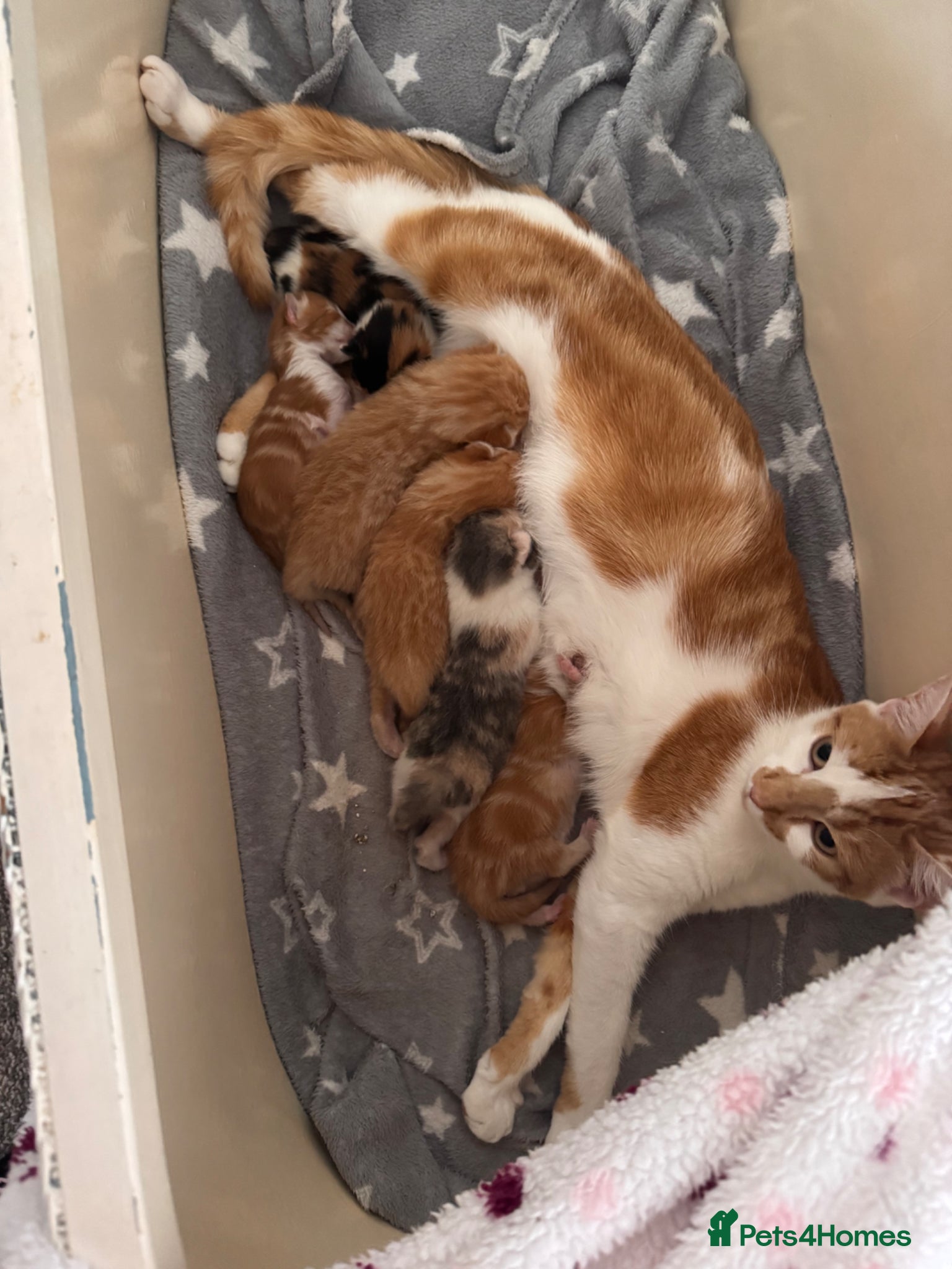 Domestic Shorthair cats 6 Kittens  - Advert 7