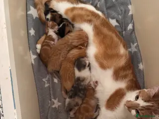 Domestic Shorthair cats 6 Kittens - Advert 7