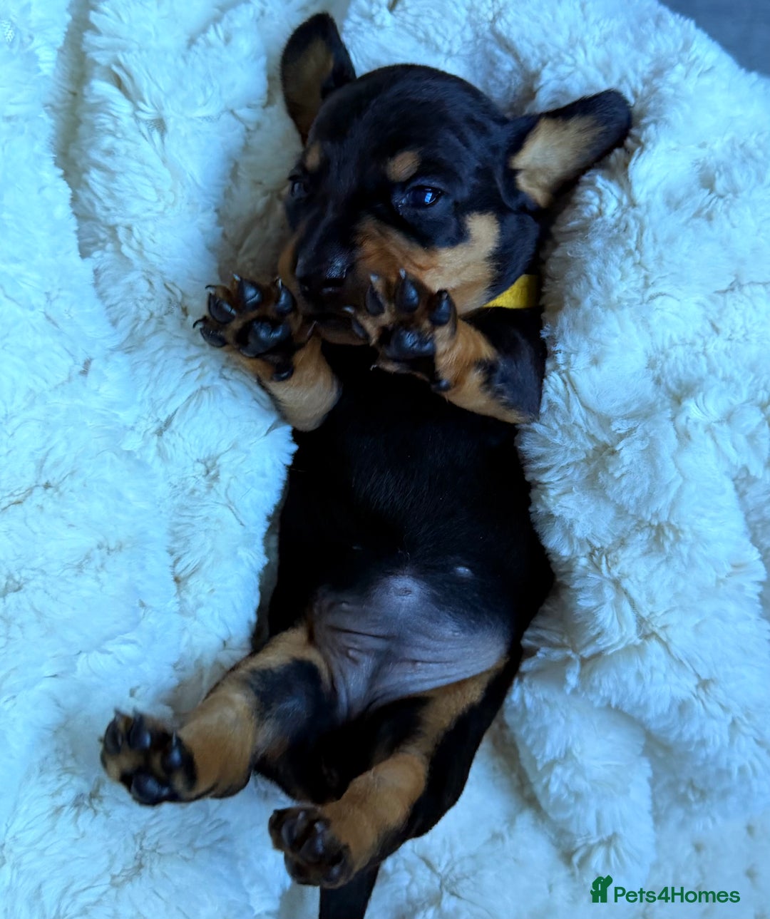 Miniature Dachshund dogs for sale: 🩵🩷✨ STUNNING MINIATURE DACHSHUND LITTER ✨🩷🩵 - Advert 15