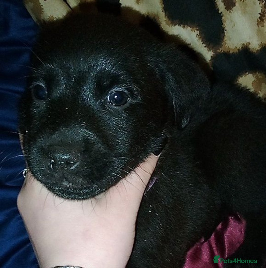 Mixed Breed dogs for sale: Cute little puppy looking for love in Durham - Image 1