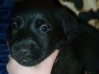 Mixed Breed dogs - Advert 3