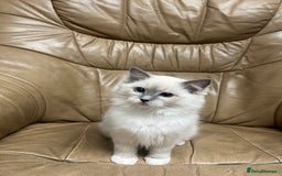 Ragdoll cats for sale: READY TO GO! Beautiful Ragdoll Kittens - Image 10