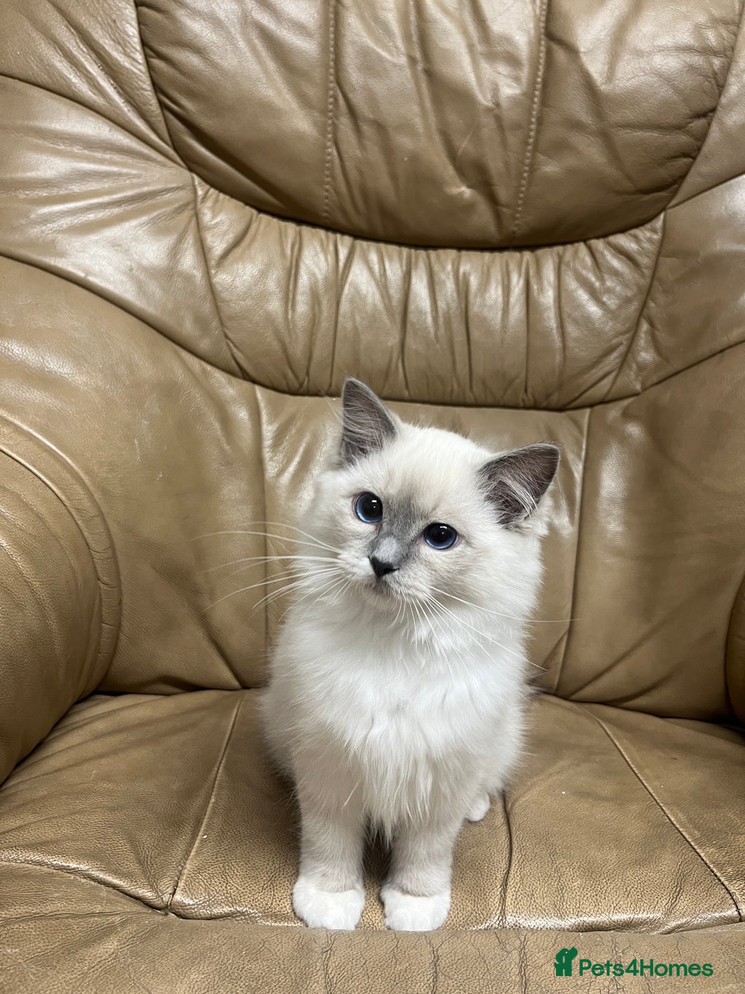 Ragdoll cats for sale: READY TO GO! Beautiful Ragdoll Kittens - Image 10