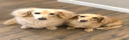 Miniature Dachshund dogs for sale: KC Pure English Cream Longhair Miniature Dachshund in Ibstock - Advert 12