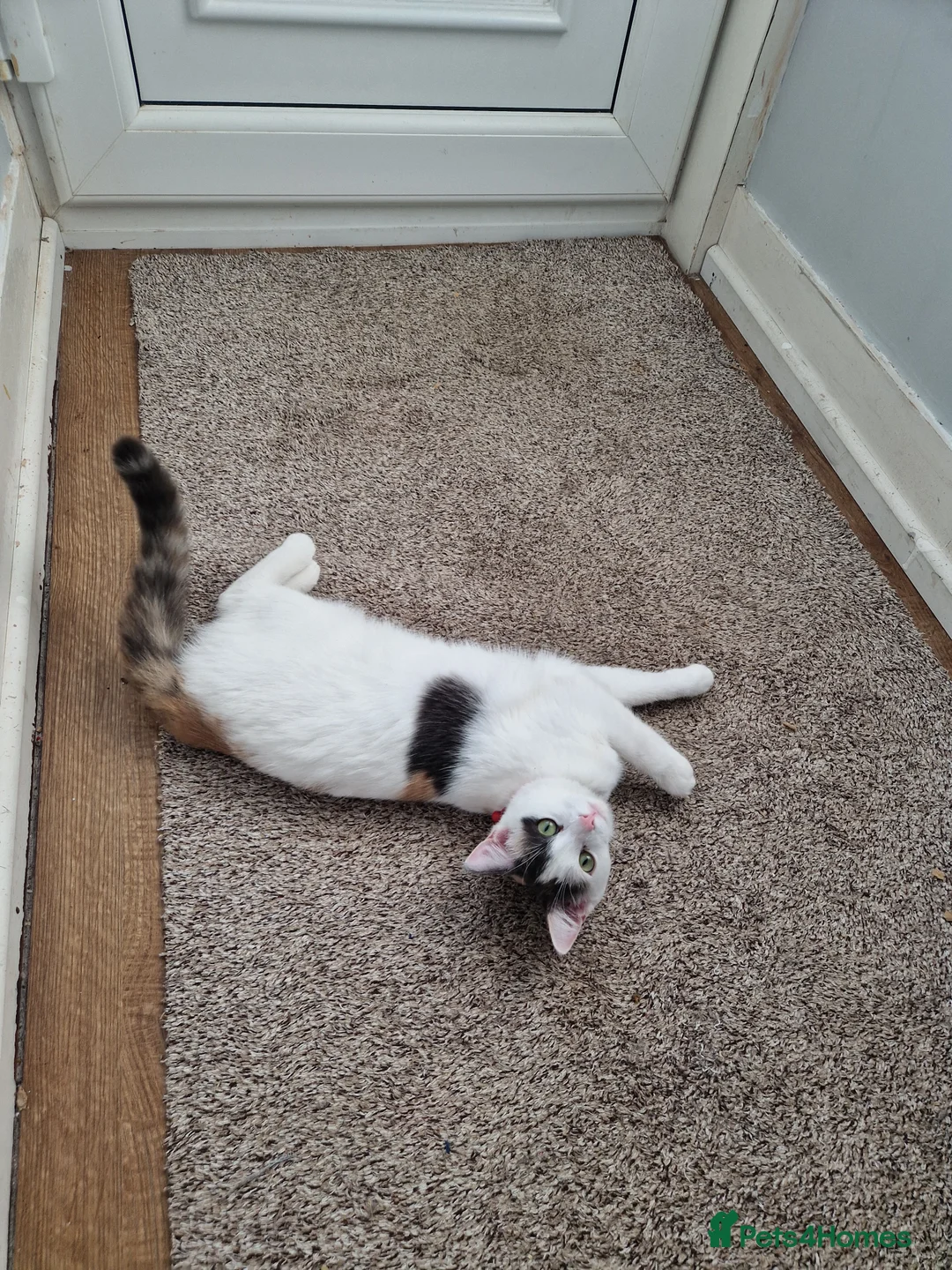 Mixed Breed cats for sale: Ragdoll x British short hair - Advert 4