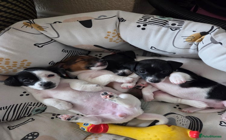 Jack Russell dogs - Advert 5