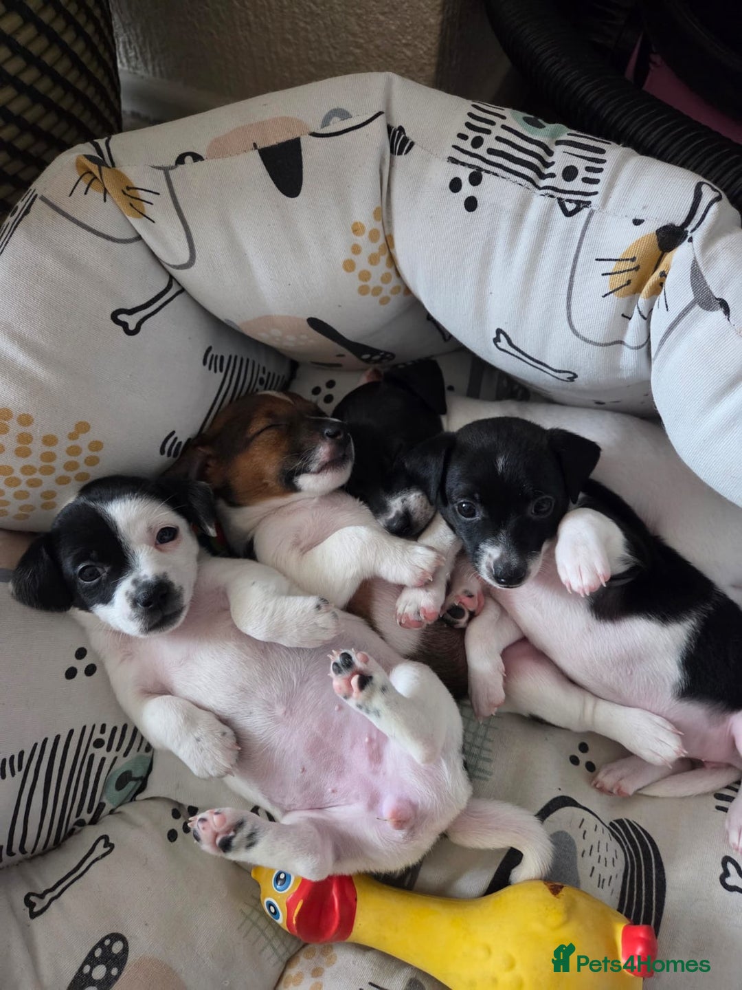 Jack Russell dogs for sale: Jack Russel puppies  - Image 1
