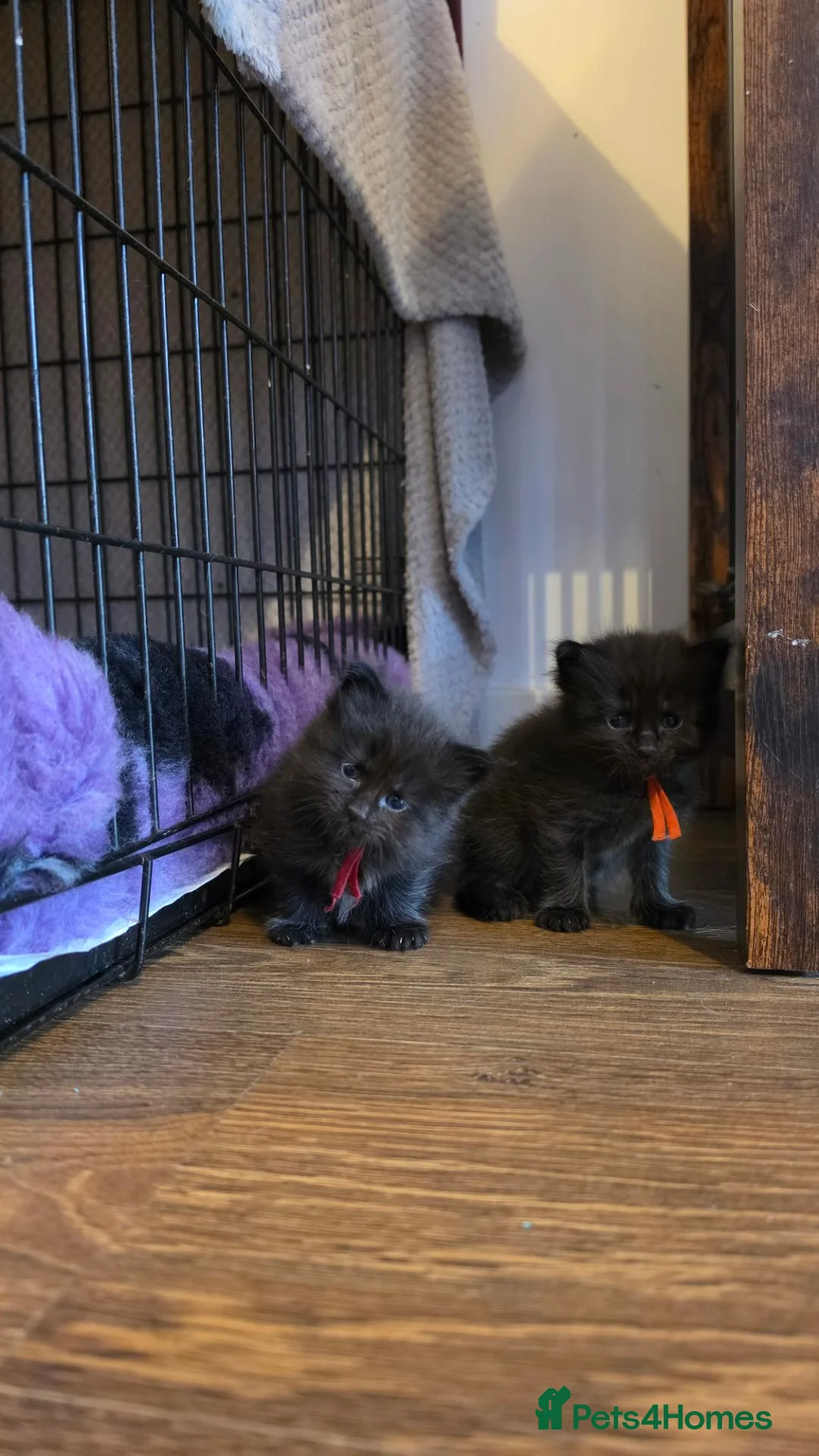 Maine Coon cats for sale: Stunning Maine Coons - Advert 22