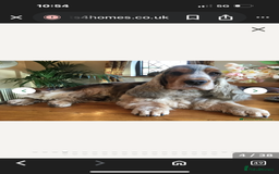 Cocker Spaniel dogs for sale: Show cocker spaniel pups - Image 14