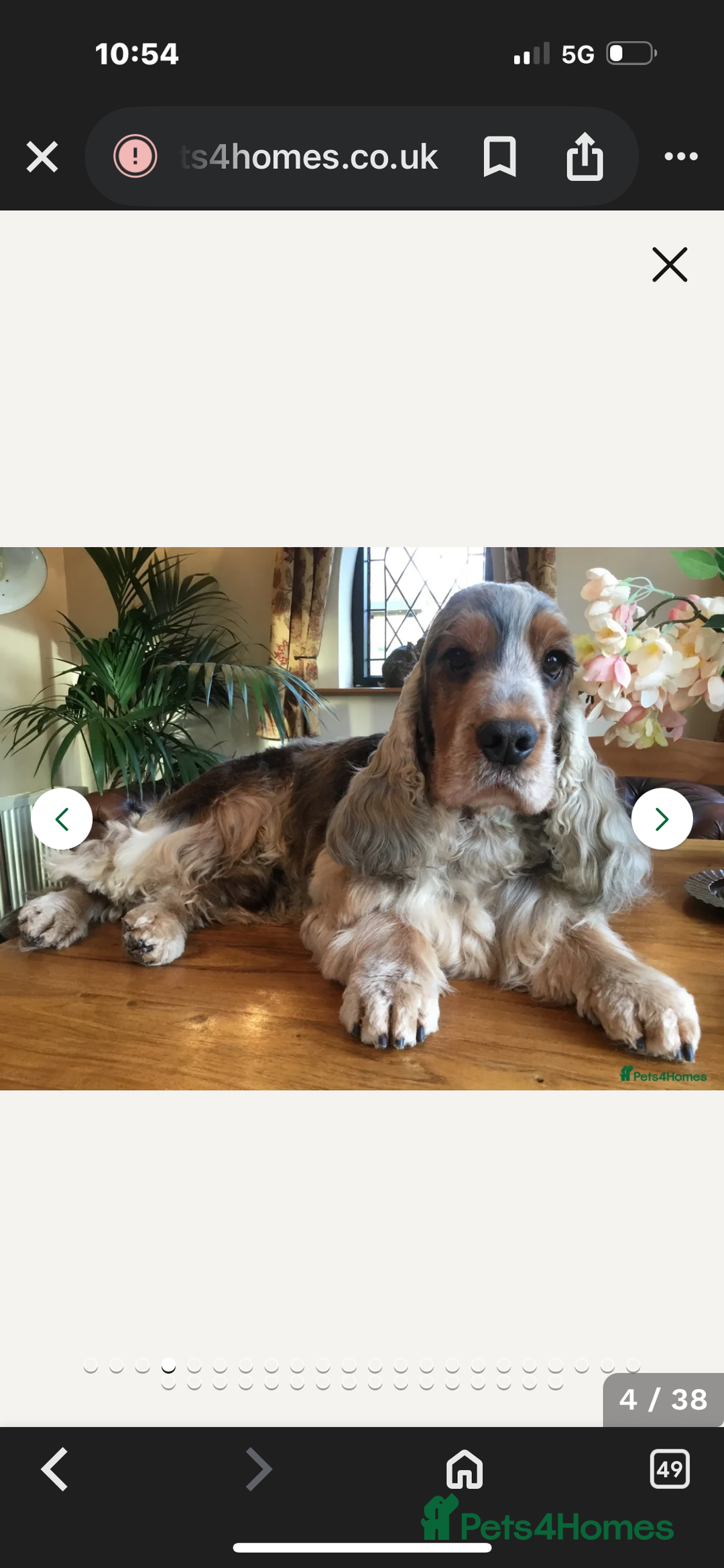 Cocker Spaniel dogs for sale: Show cocker spaniel pups - Image 14